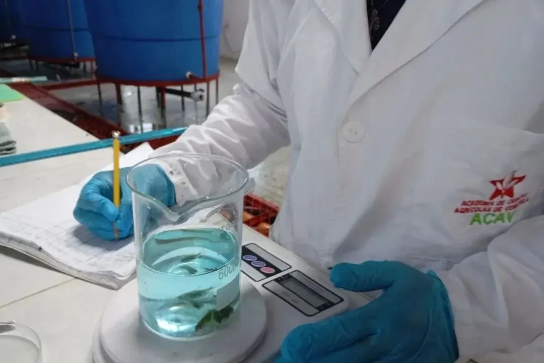 La ACAV evalúa el uso de biofermentos en la alimentación de especies acuícolas nativas 3 La ACAV evalua el uso de biofermentos en la alimentacion de especies acuicolas nativas 4