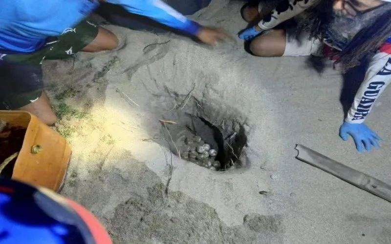 La Guaira celebra desove de tortuga Cardón 1 La Guaira celebra desove de tortuga Cardon 2
