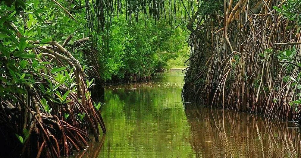 Venezuela celebra el Día Internacional de la Diversidad Biológica con un llamado a la acción y preservación de sus ecosistemas 3 Venezuela celebra el Dia Internacional de la Diversidad Biologica con un llamado a la accion y preservacion de sus ecosistemas 3